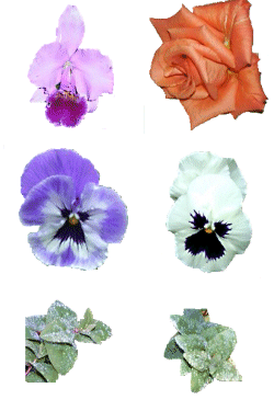 flowergarden.gif